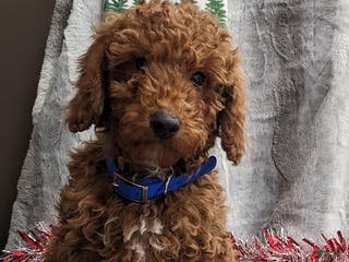 Miniature Poodle dogs Jolly - Ad 41