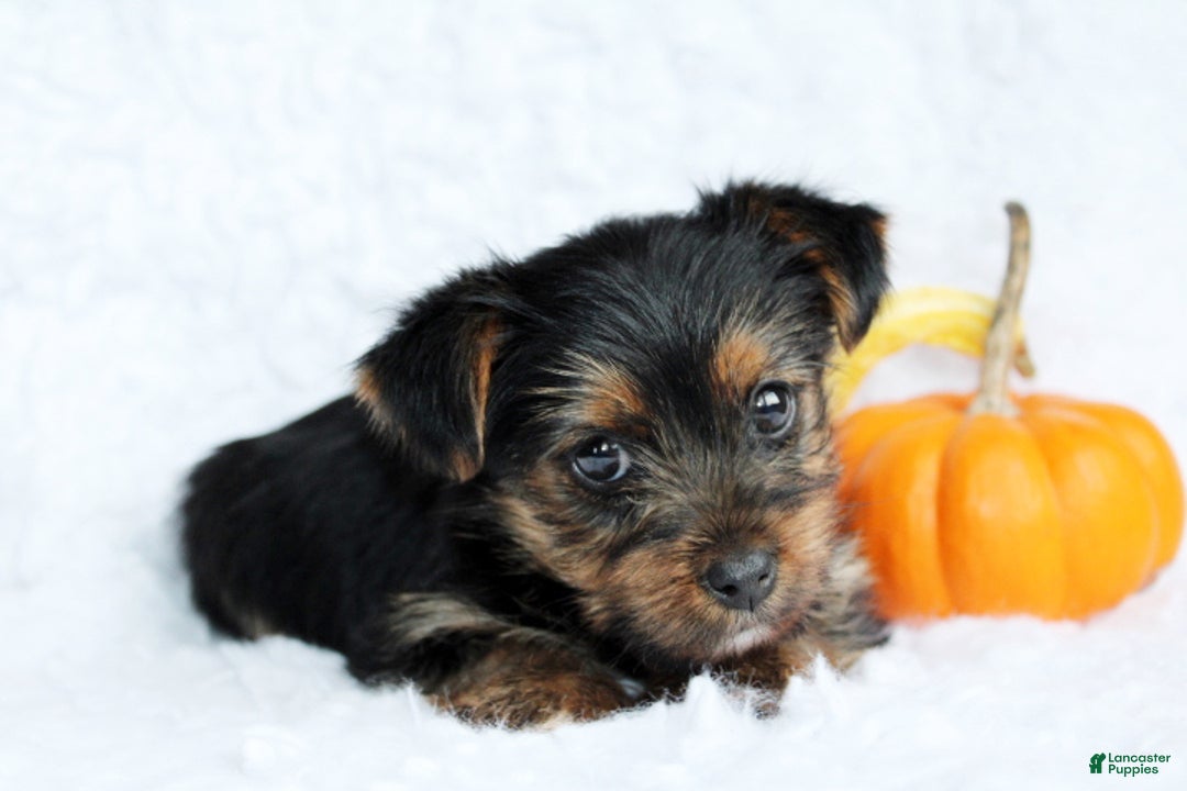 Yorkshire Terrier dogs for sale: Abby - Ad 7