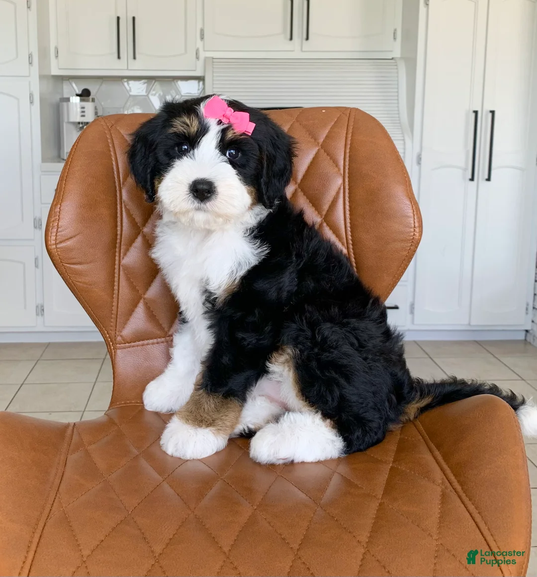 Bernedoodle dogs for sale: Birdie - Ad 2