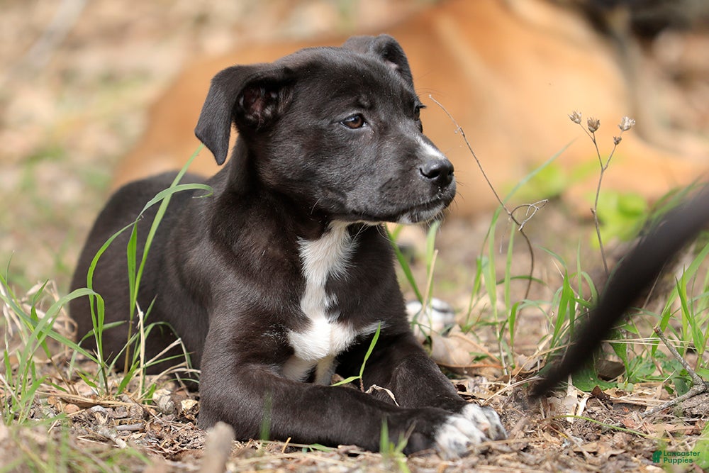 Mixed Breed dogs Magpie - European Doberdane GIRL! - Ad 1