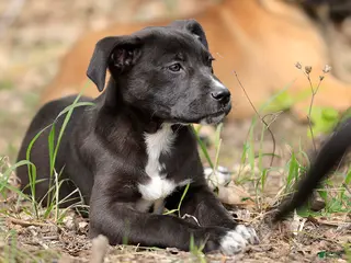 Mixed Breed dogs for sale: Magpie - European Doberdane GIRL! - Ad 4