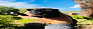 French Bulldog 2