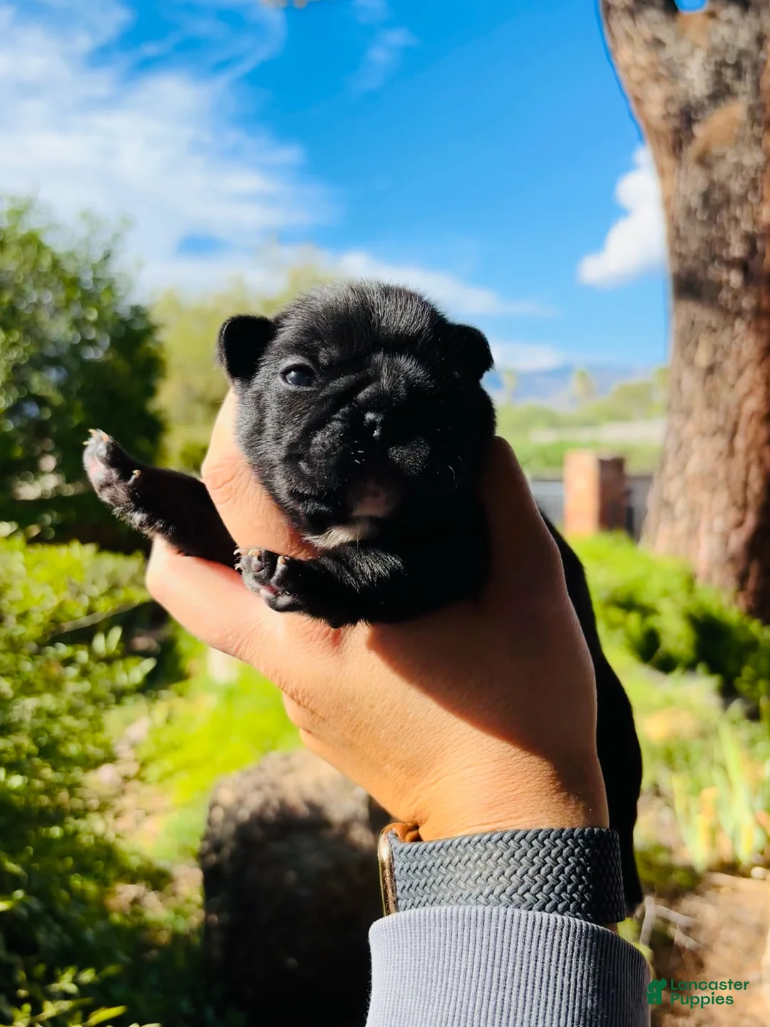 French Bulldog dogs for sale: French Bulldog 2 - Ad 1