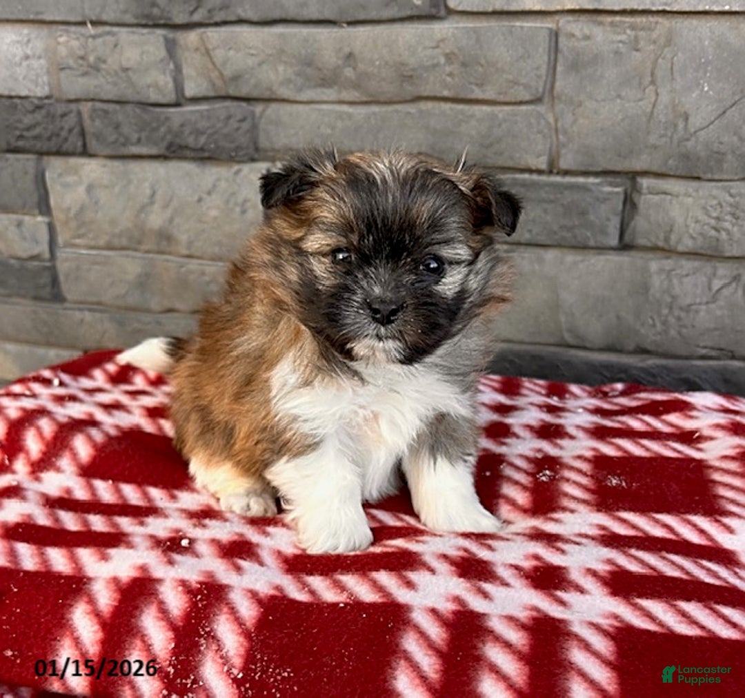 Mixed Breed dogs for sale: Gemma - Ad 3