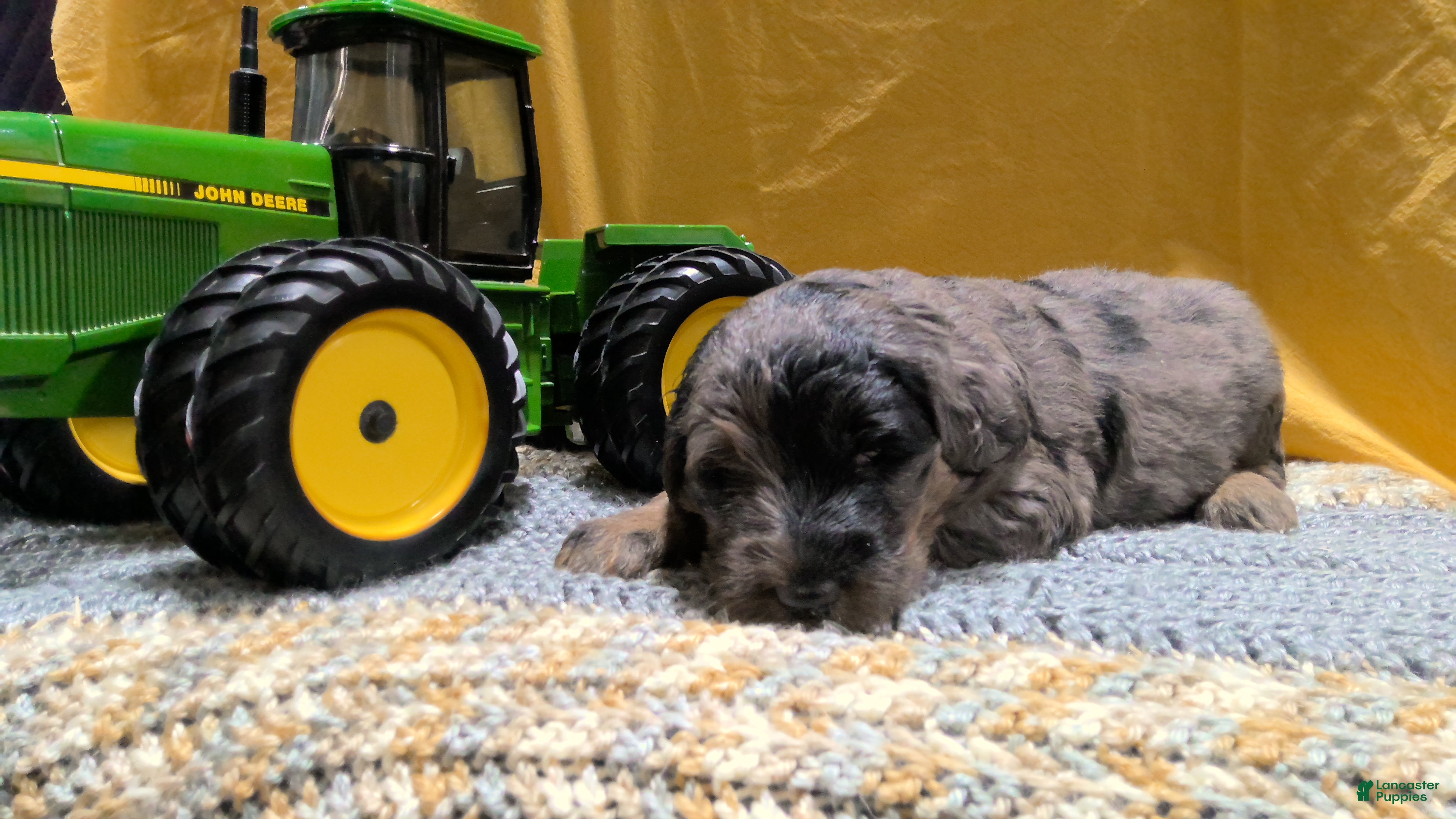 Mini Goldendoodle dogs Tye - Ad 2