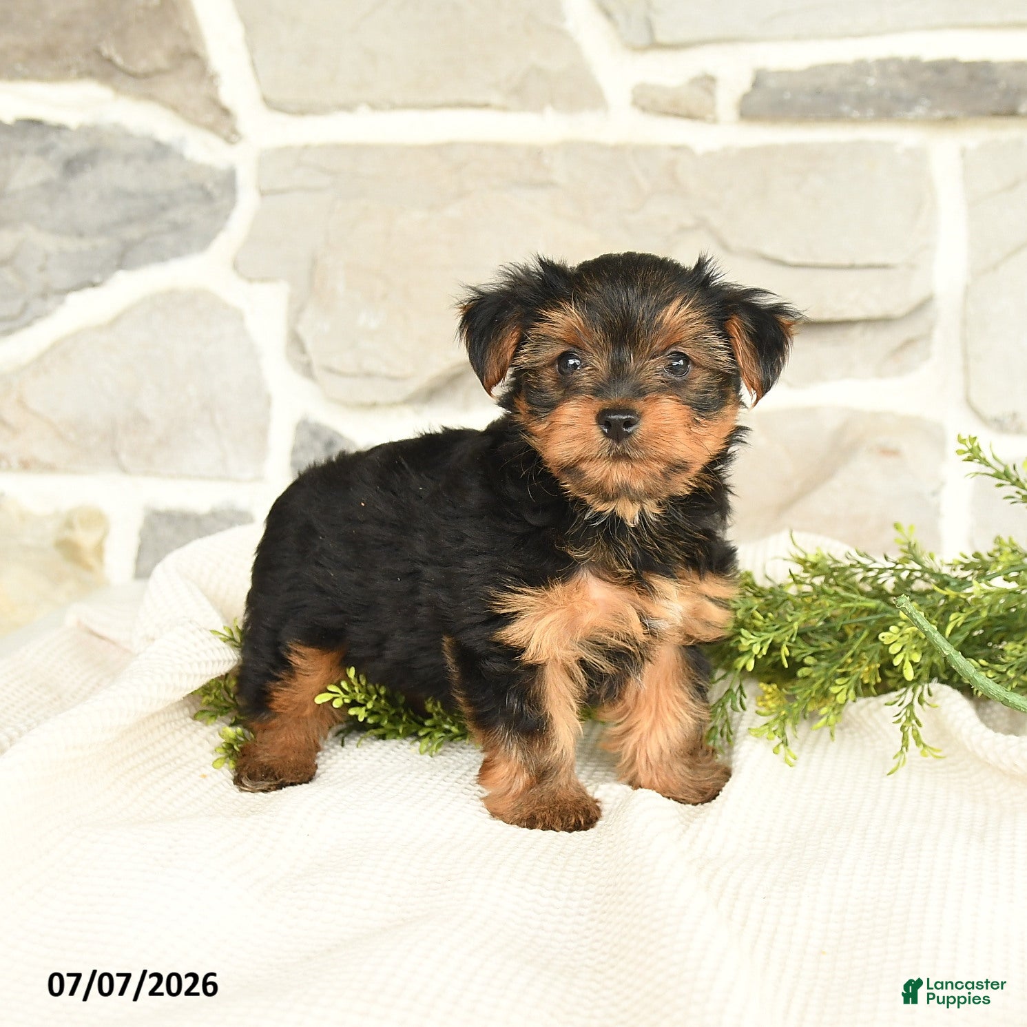 Yorkshire Terrier dogs for sale: Shasta - Ad 3