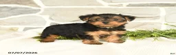 Yorkshire Terrier dogs for sale: Shasta - Ad 1
