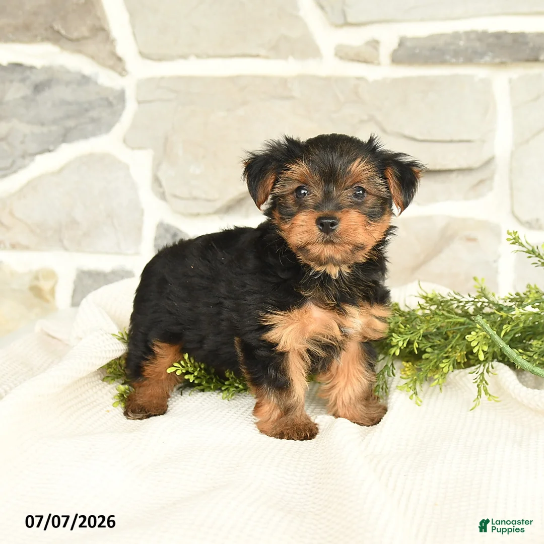 Yorkshire Terrier dogs for sale: Shasta - Ad 1