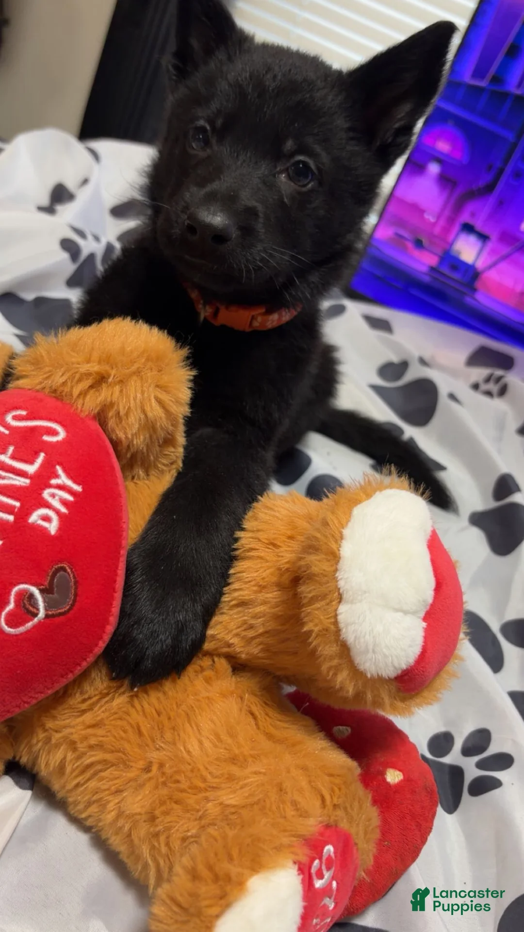 German Shepherd dogs for sale: Rex - Ad 5