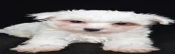 Maltese dogs for sale: Bo - Ad 6