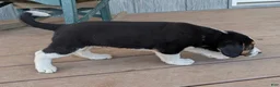 Mixed Breed dogs for sale: Bobby  - Ad 3