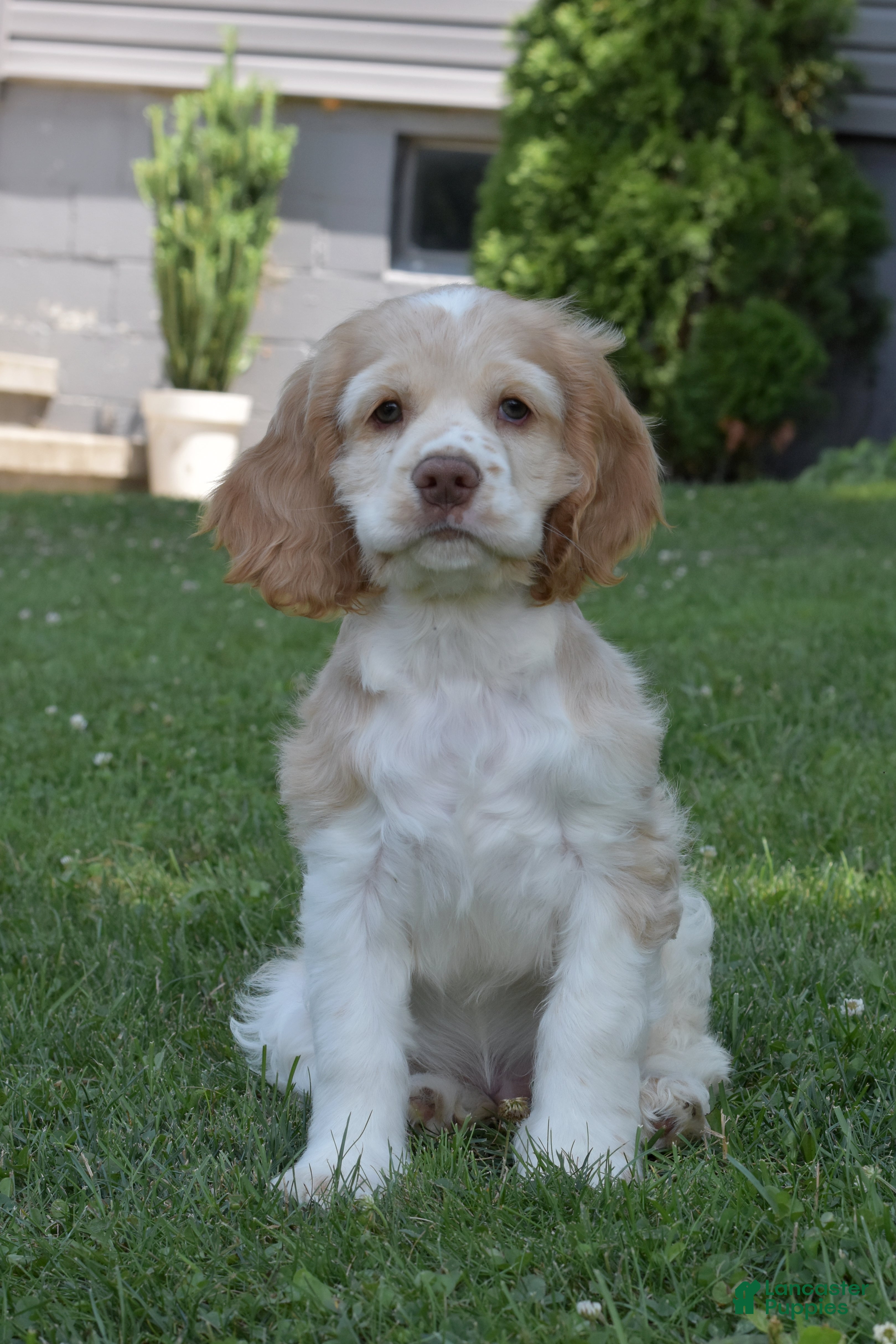 Cocker Spaniel dogs Georgie - Ad 2