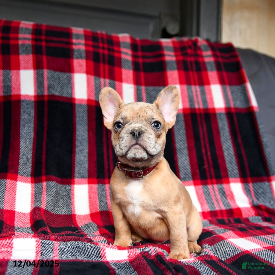 French Bulldog dogs Poppy - Ad 36