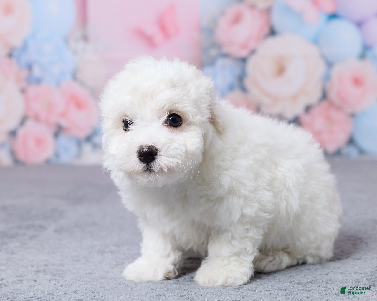 Bichon Frise dogs Jase - Ad 2