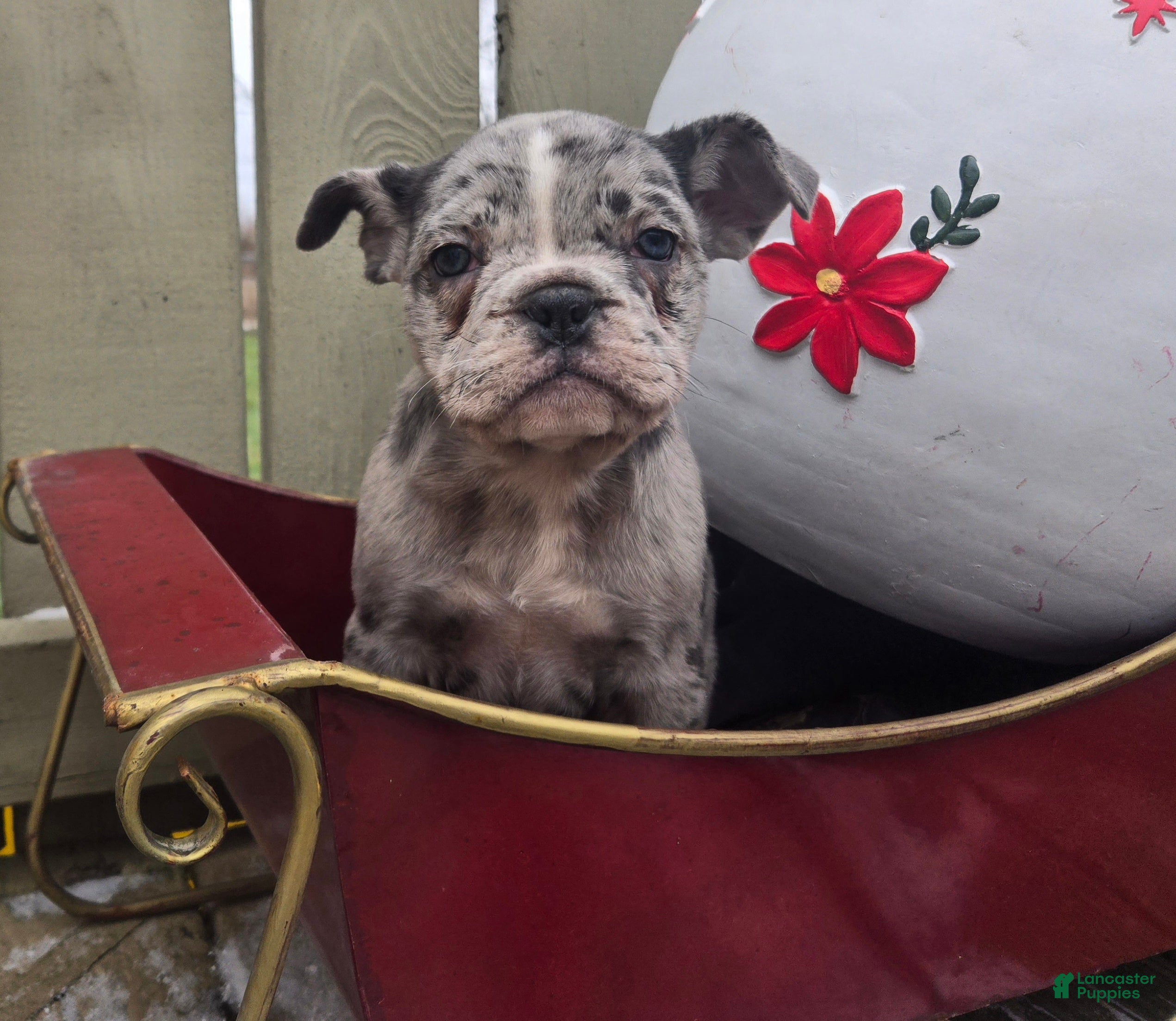 French Bulldog dogs Faith - Ad 30