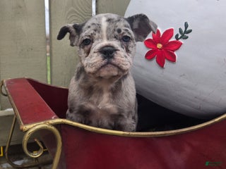 French Bulldog dogs Faith - Ad 20