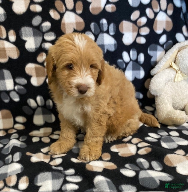 Goldendoodle dogs Marley- genetic clear parents - Ad 2