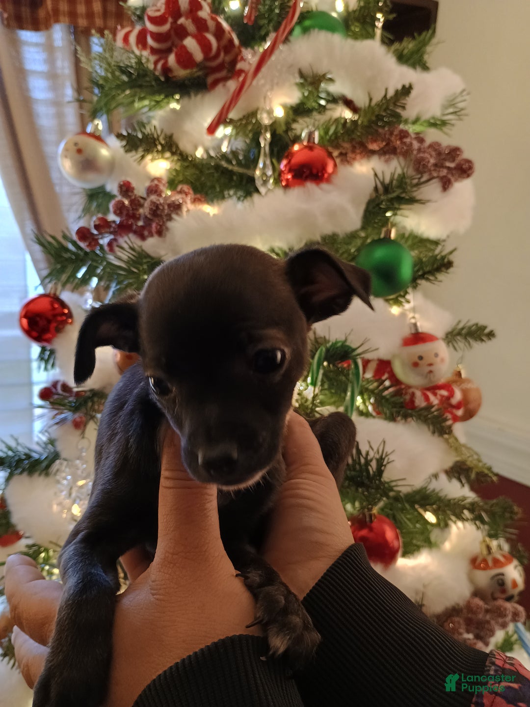 Chihuahua dogs for sale: Eve t-cup  - Ad 3