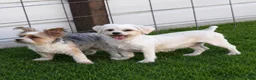 Shorkie dogs for sale: Deya - Ad 6