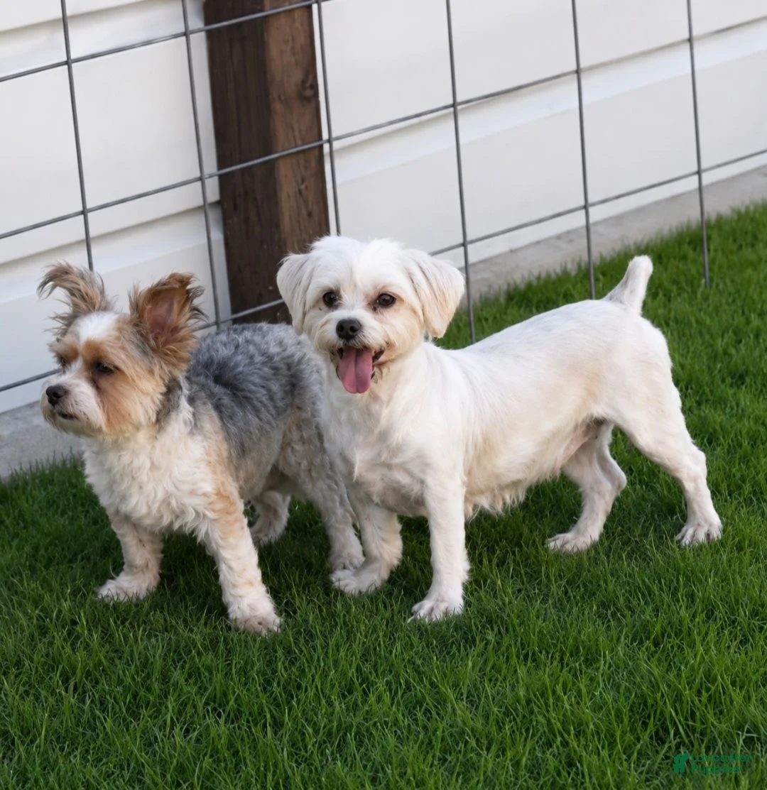 Shorkie dogs for sale: Deya - Ad 6