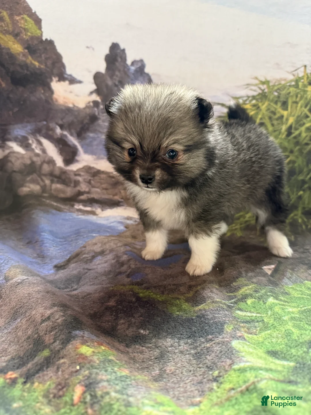 Pomeranian dogs for sale: Lynn - Ad 16