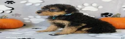 Yorkiepoo dogs for sale: Santiago - Ad 4
