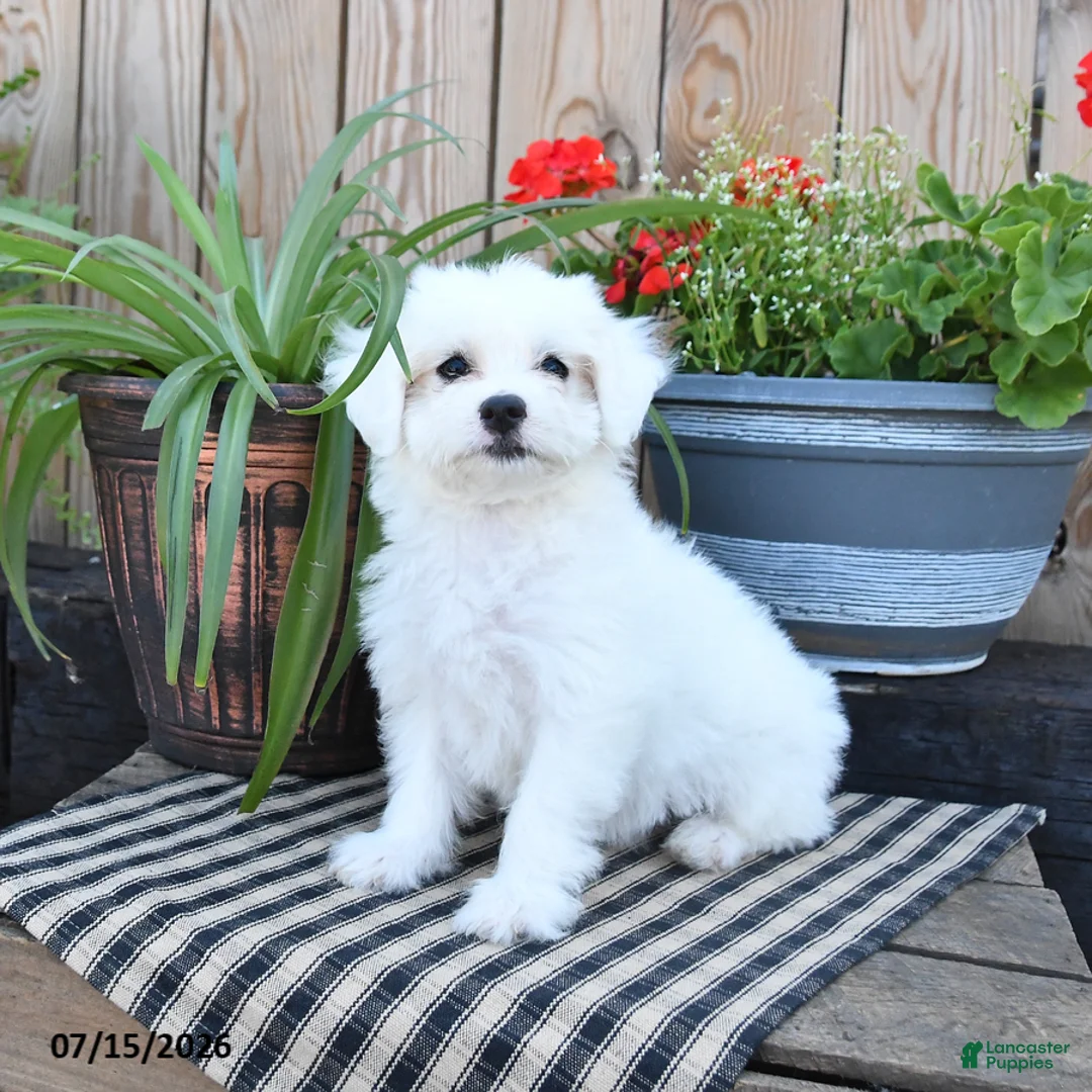 Mixed Breed dogs for sale: Opal - Ad 1