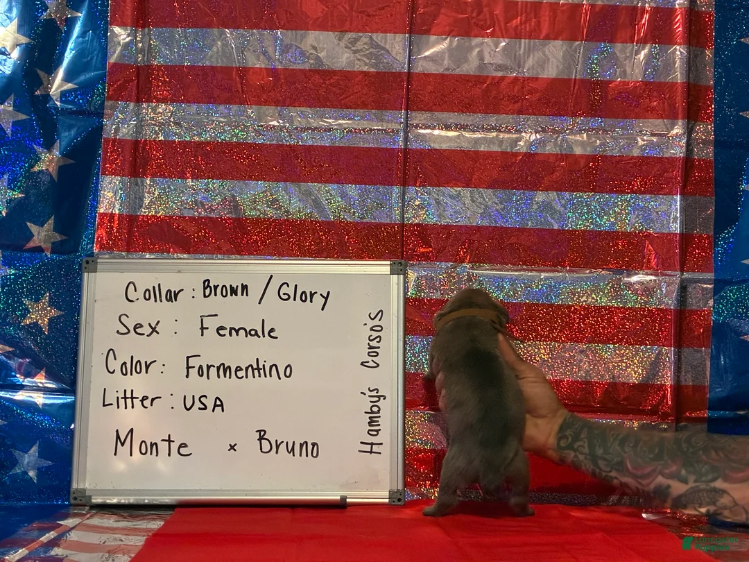 Cane Corso dogs for sale: Glory - Ad 2