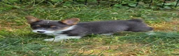 Welsh Corgi Pembroke dogs for sale: Lynx the low rider  - Ad 14