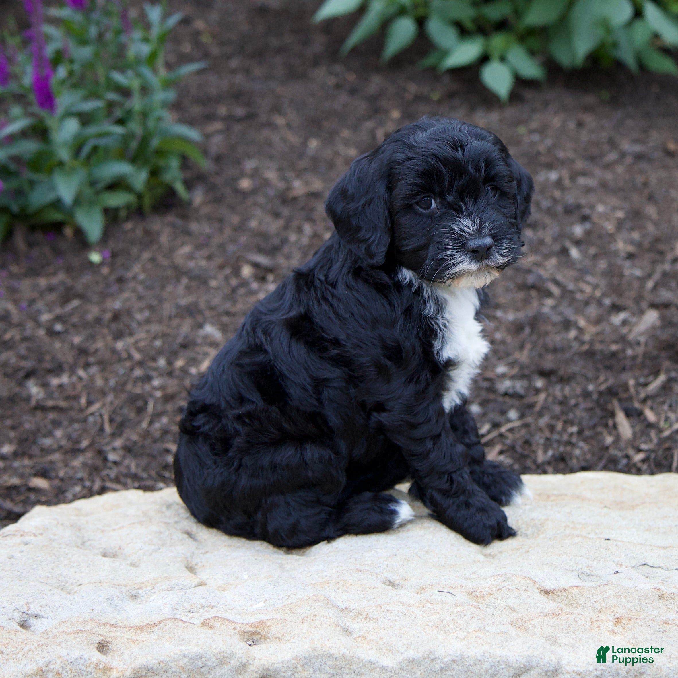 Mixed Breed dogs Faith - Ad 2