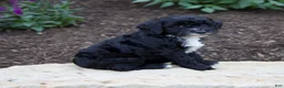 Mixed Breed dogs for sale: Faith - Ad 2