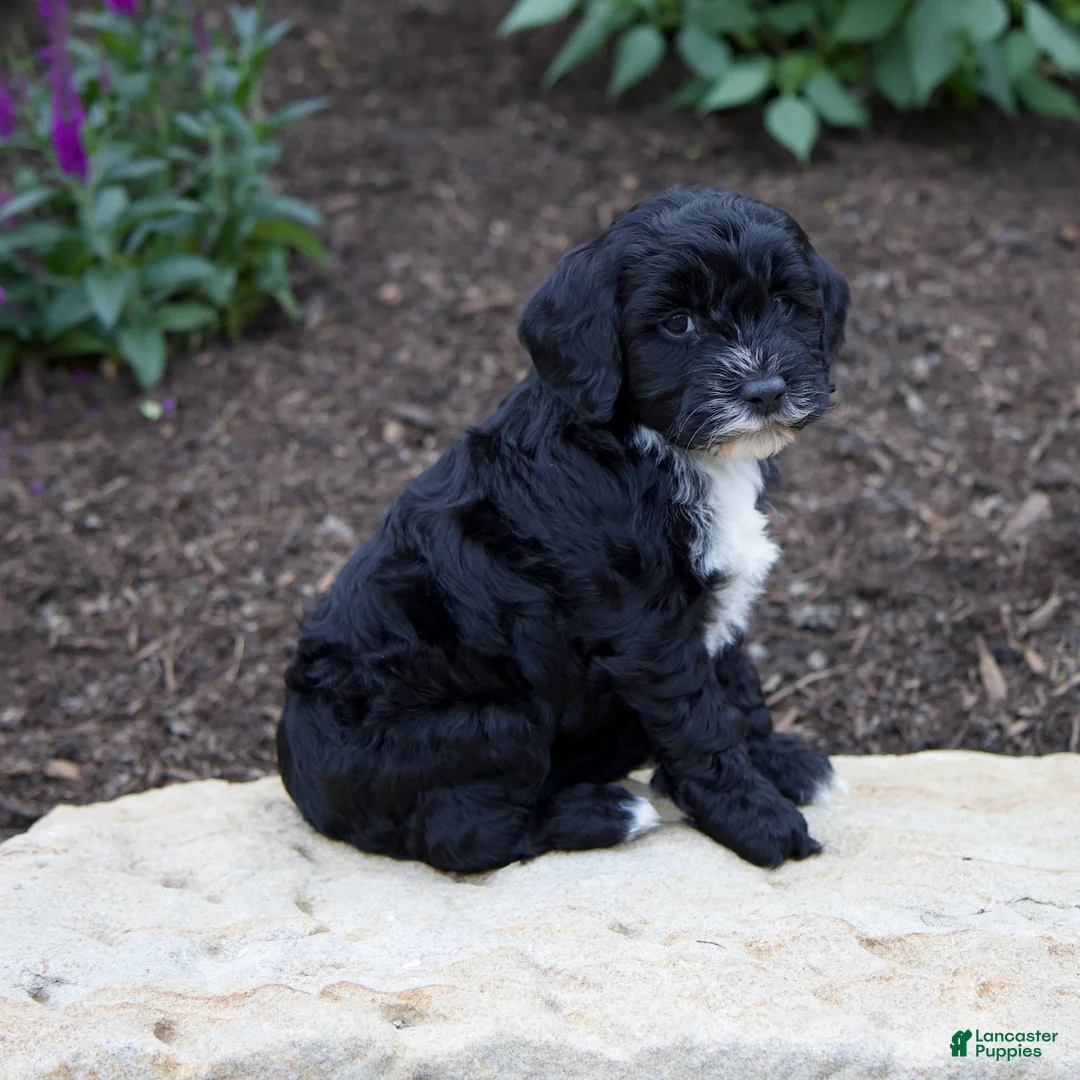 Mixed Breed dogs for sale: Faith - Ad 2
