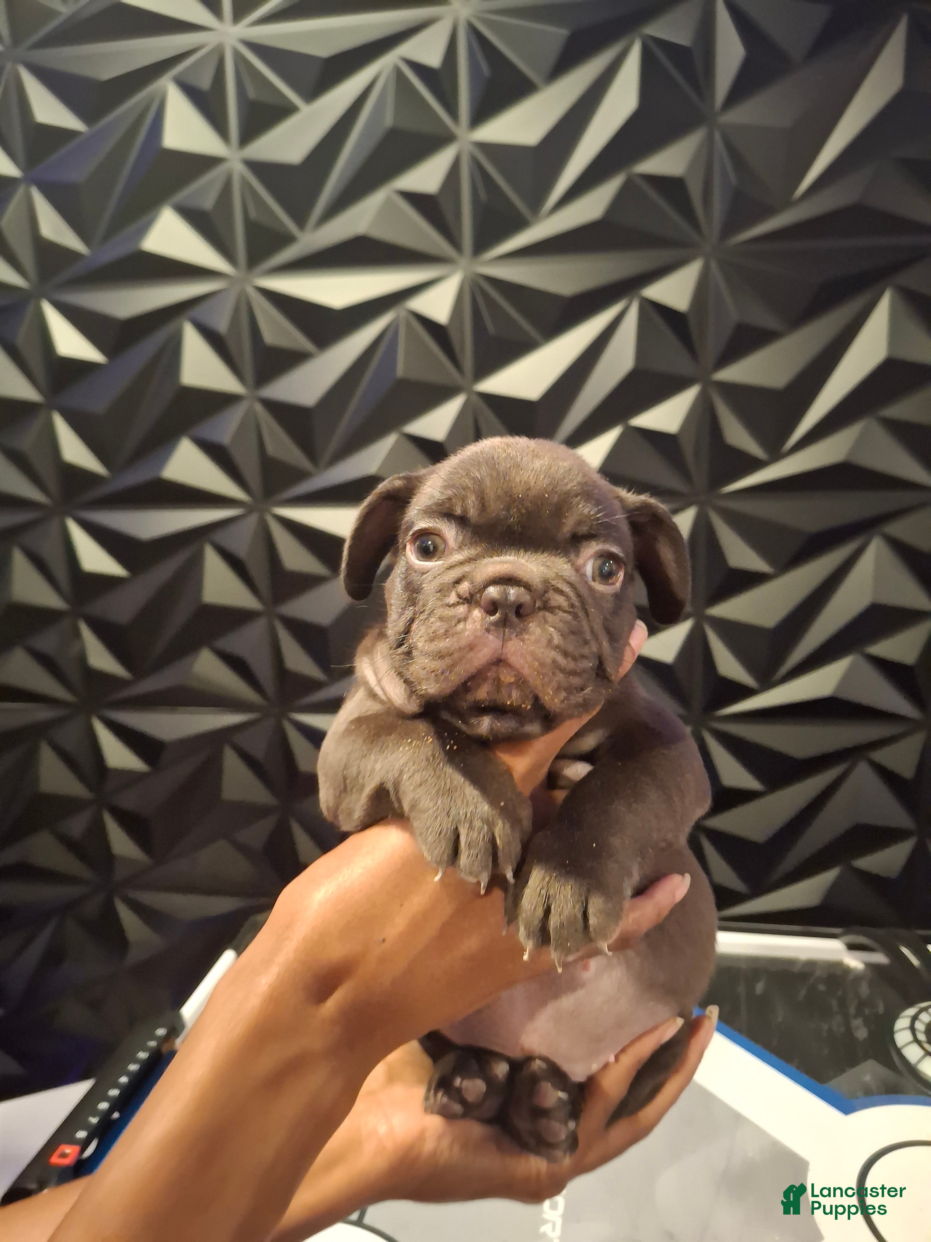 French Bulldog dogs Mochi  - Ad 27