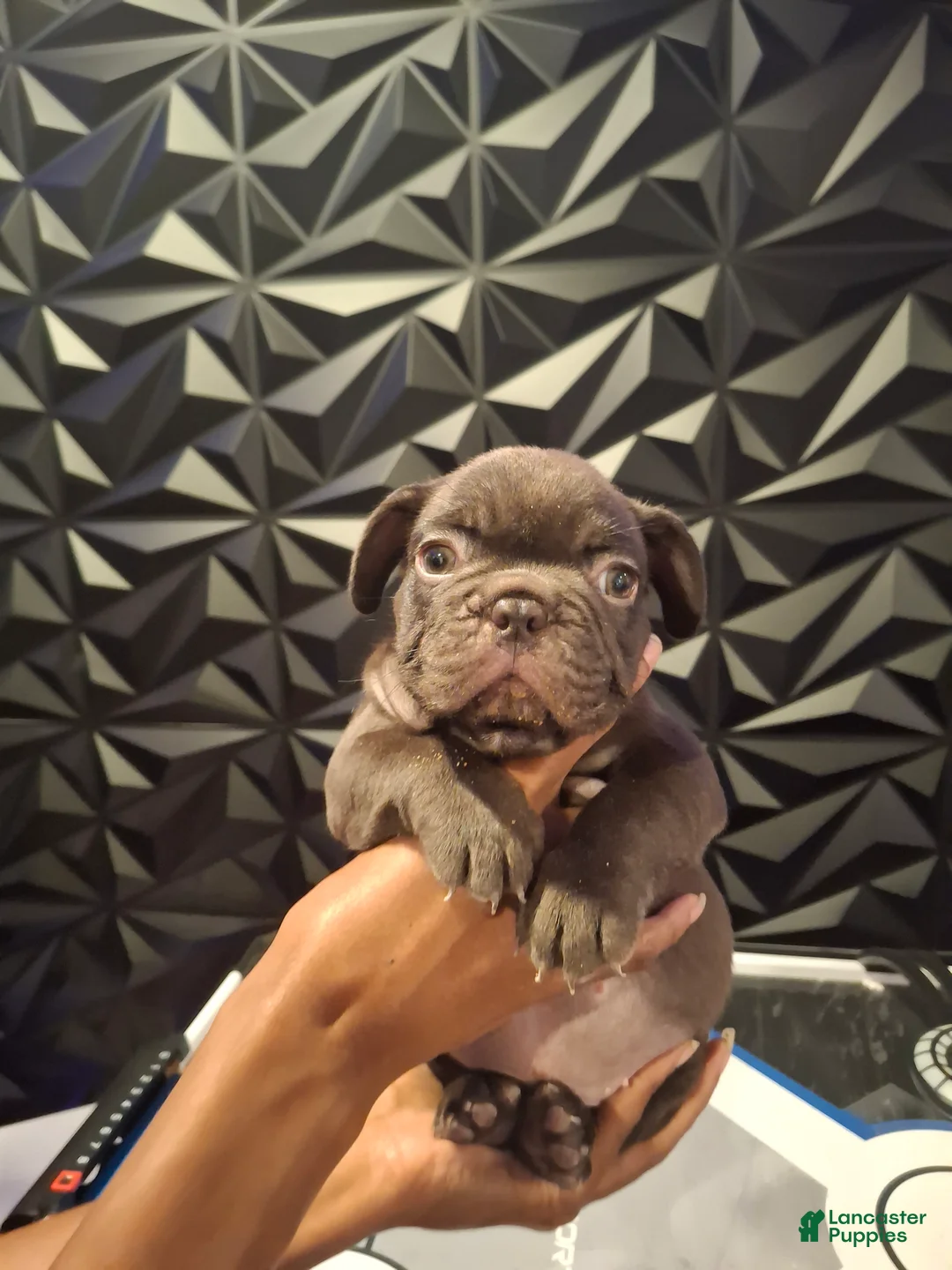 French Bulldog dogs for sale: Mochi  - Ad 1
