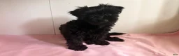 Yorkiepoo dogs for sale: Mia - Ad 1