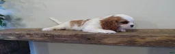 Cavalier King Charles Spaniel dogs for sale: Cavalier King Charles Spaniel Puppy 1 - Ad 6