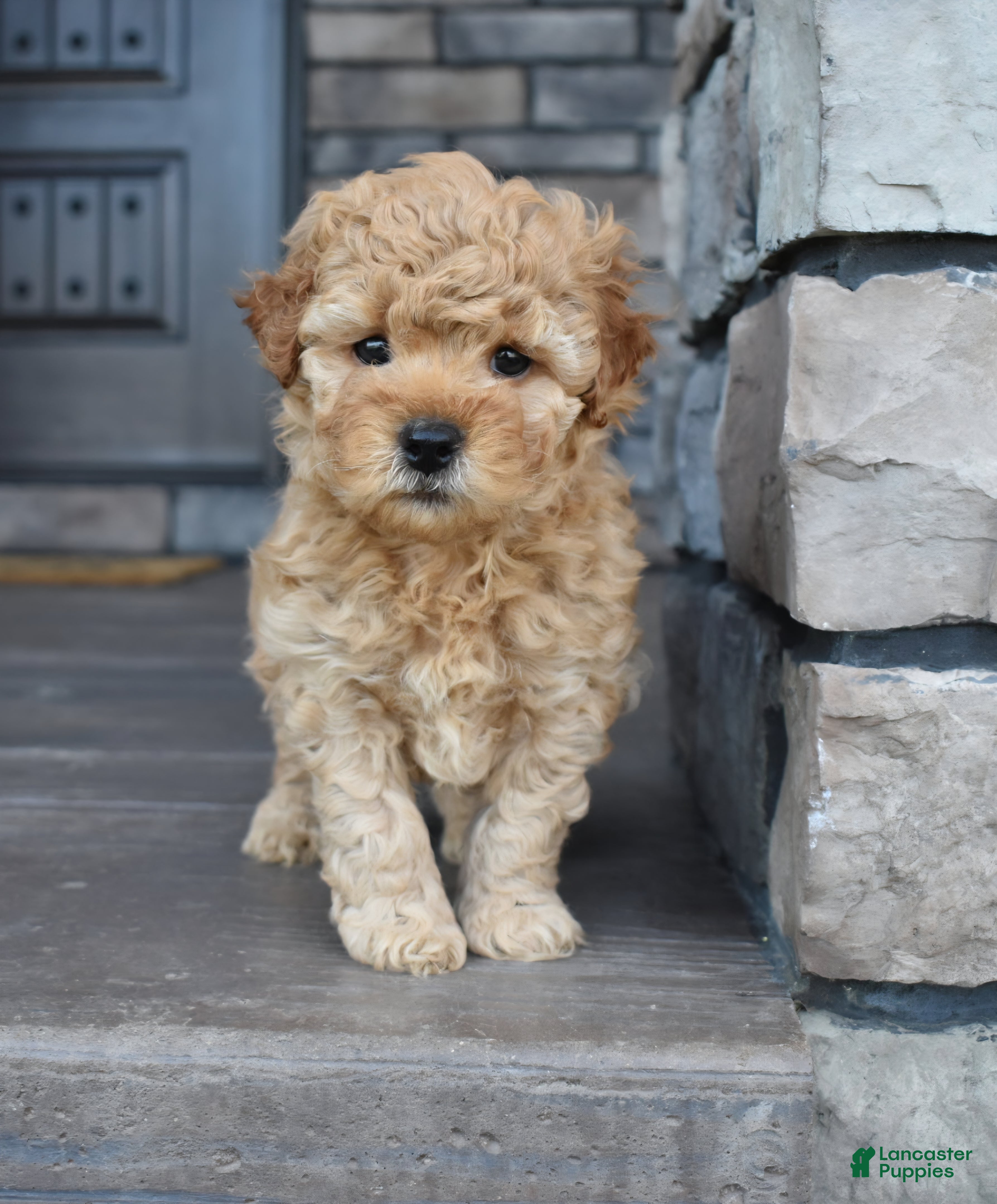 Mini Goldendoodle dogs Reed - Ad 1