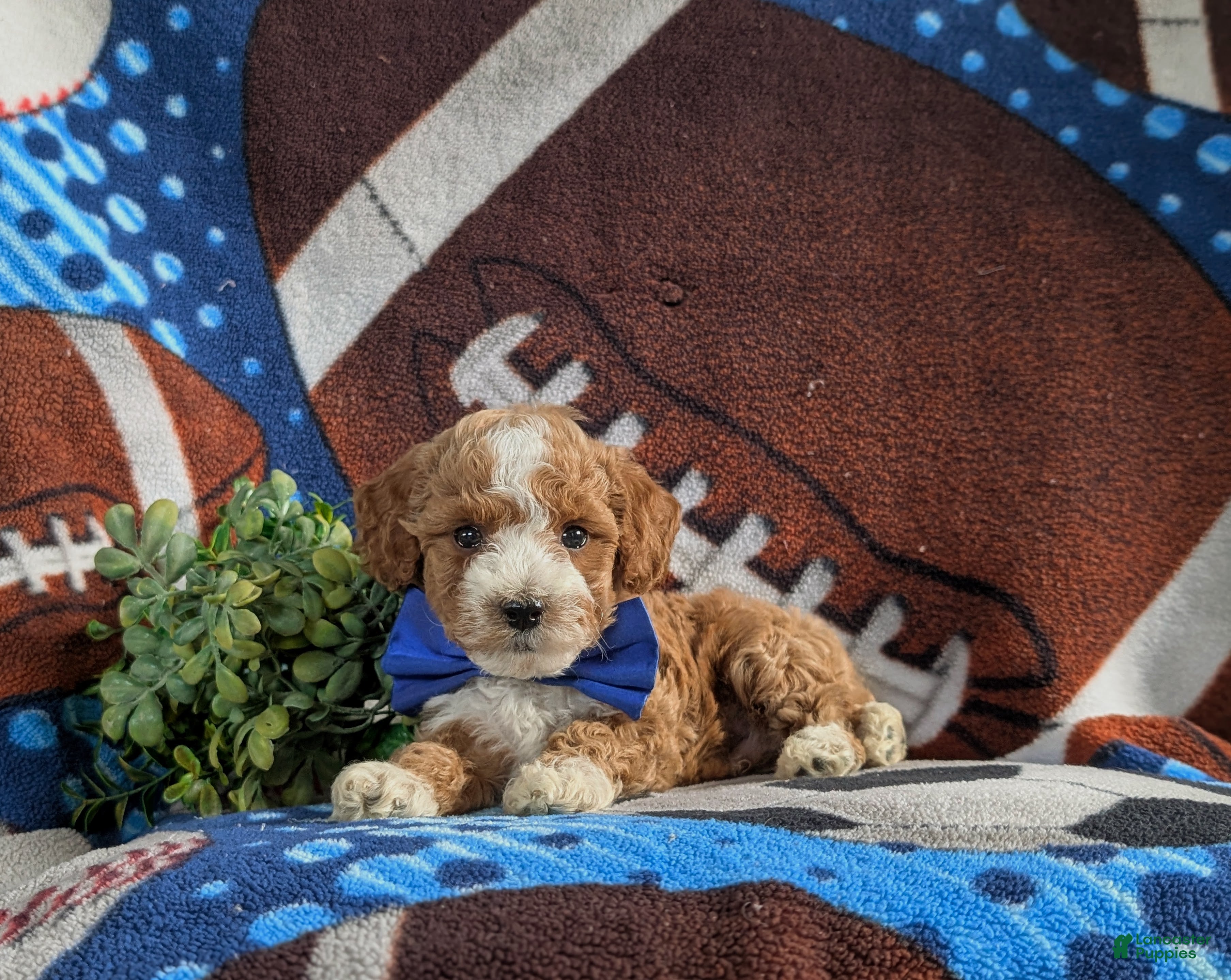Bichpoo dogs for sale: Paxton 9 lbs Full Grown - Ad 5