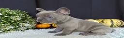 French Bulldog dogs for sale: Myles - Ad 9
