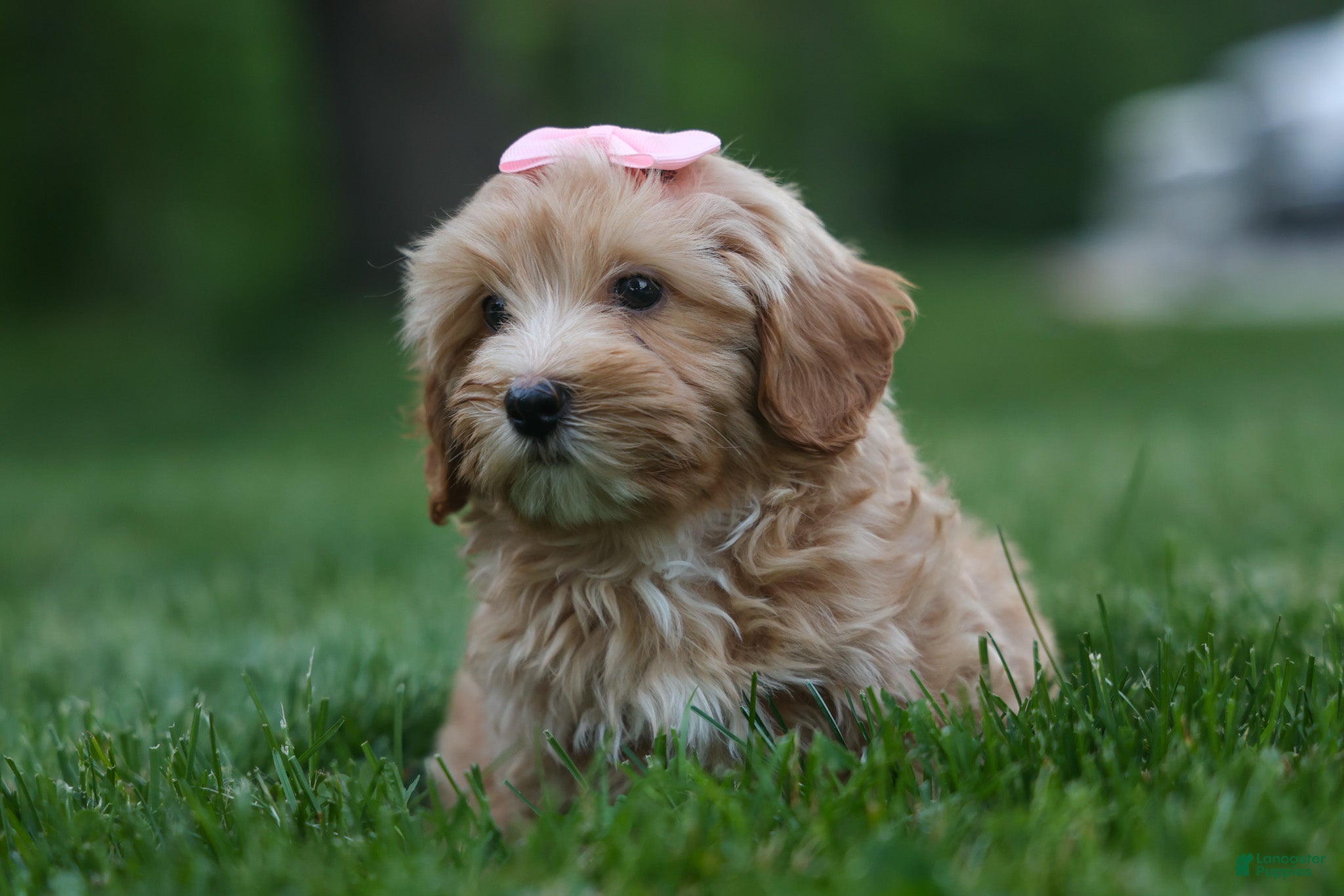Havapoo dogs for sale: Ember 💛🐾 - Ad 3