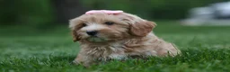 Havapoo dogs for sale: Ember 💛🐾 - Ad 1