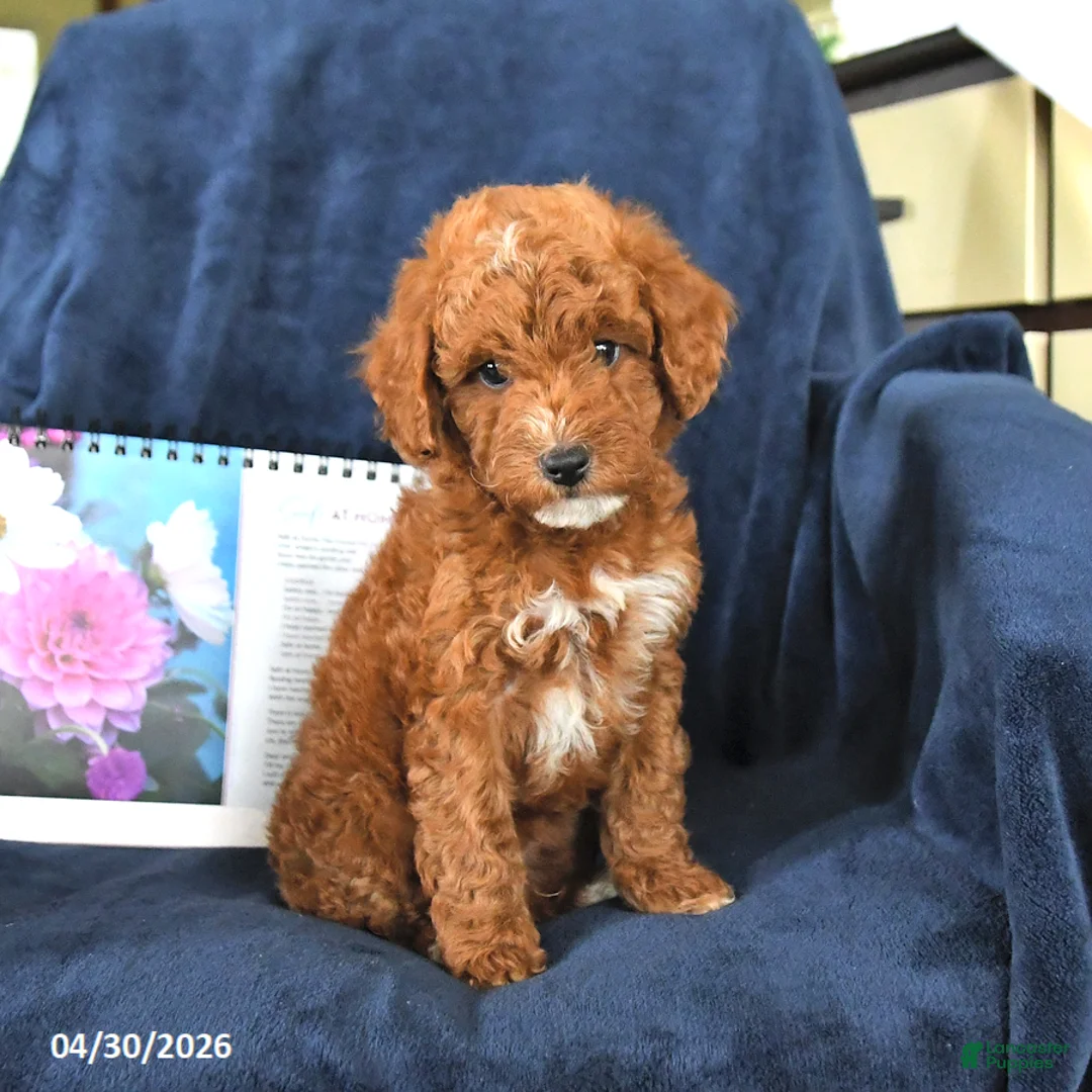 Miniature Poodle dogs for sale: River - Ad 1