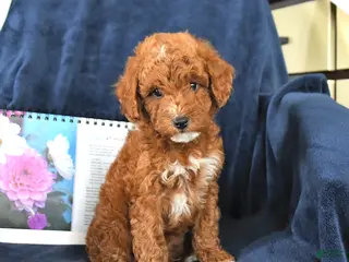 Miniature Poodle dogs for sale: River - Ad 1