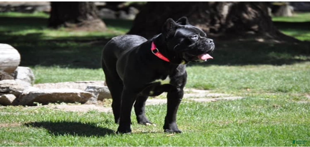 Gallery Image {{count}}