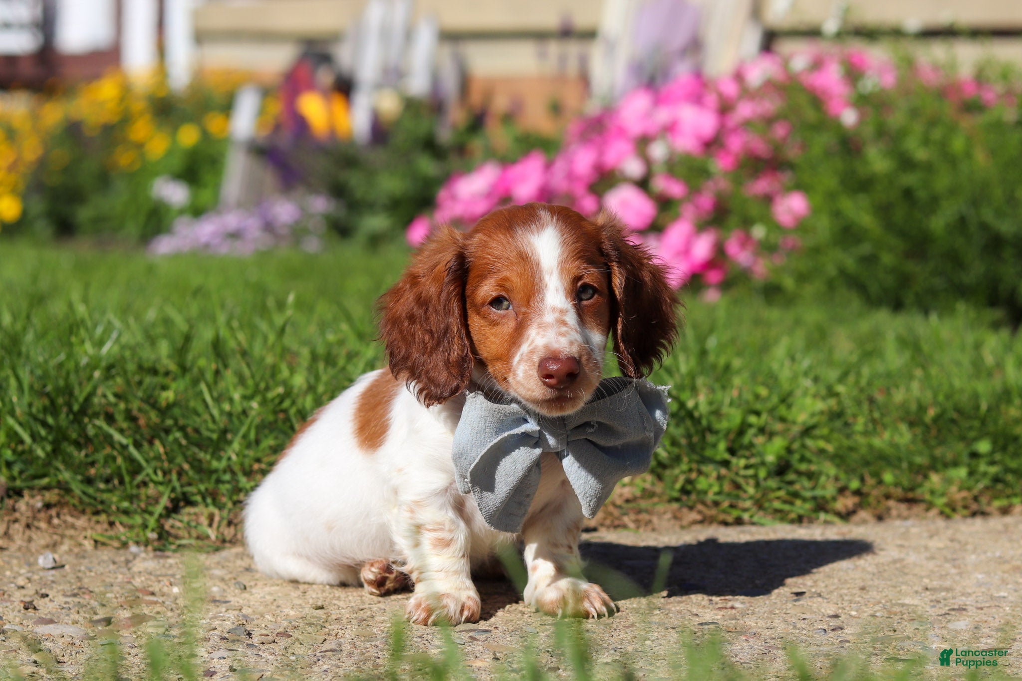 Dachshund dogs Cooper - Ad 2