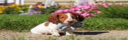 Dachshund dogs for sale: Cooper - Ad 2