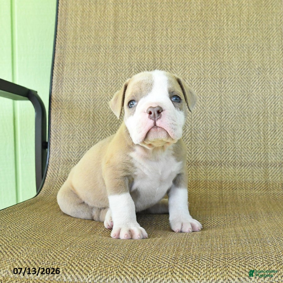Olde English Bulldogge dogs Sugar - Ad 1