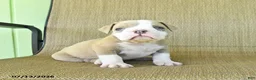 Olde English Bulldogge dogs for sale: Sugar - Ad 1