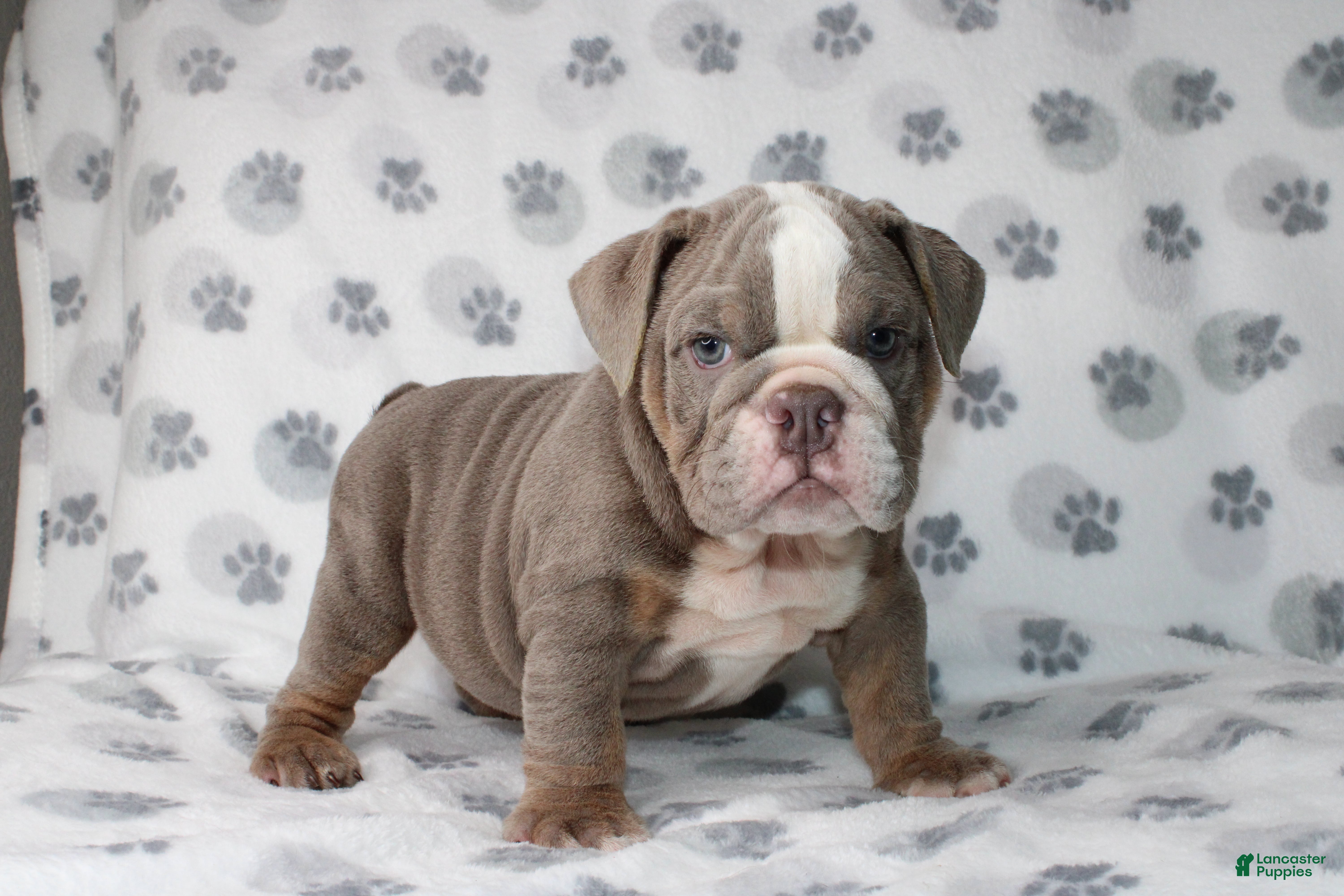 English Bulldog dogs Tyson - Ad 9