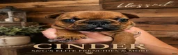 French Bulldog dogs for sale: Inferno - Ad 10
